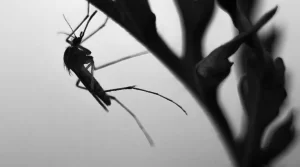 7 Easy Ways to Stop Mosquitos from Breeding