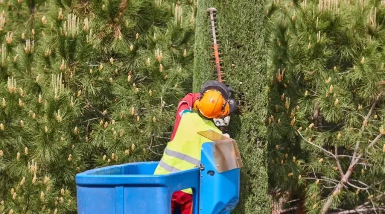 maintenance crew trimming hedges for the spring season